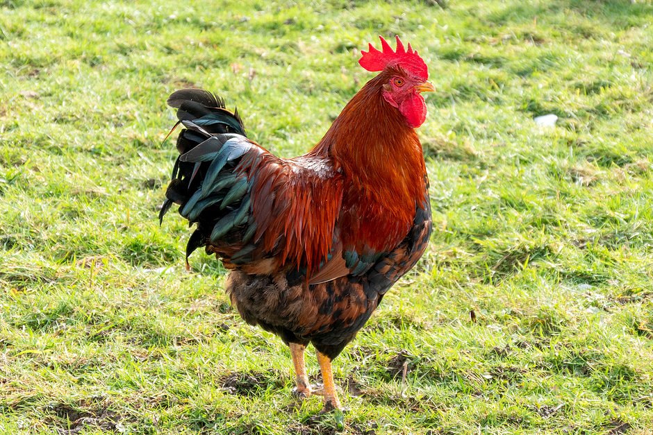 Road Chicken Gameplay